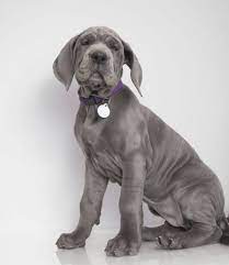 The majestic great dane is known as a. Average Cost Of Buying A Great Dane With 21 Examples Embora Pets