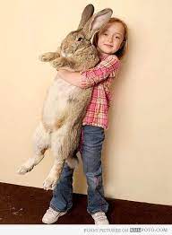 Big Rabbit Small Kid Worlds Biggest Rabbit Cute Animals Worlds Largest Rabbit