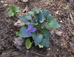 Send flowers and send a smile! Foraging Texas Violet