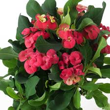 Image result for Euphorbia kilwana