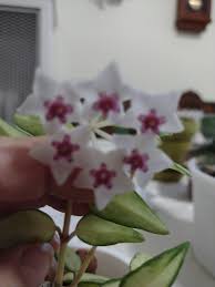 Image result for Selago lacunosa