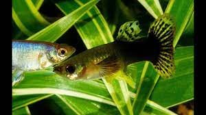 Die endler guppys sind kleiner und kompakter als ihre größeren verwandten, den poecilia reticulata, und machen sie somit für nanoaquarien hervorragend geeignet. 5 Irrtumer Uber Guppy Weibchen Aquaristik Fische Dokumentation Uber Guppys Von Robert Hock Youtube