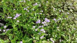 Image result for Ageratum conyzoides