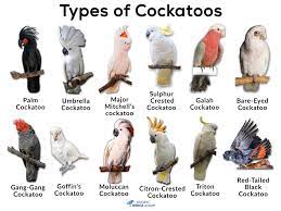 Cockatoo: Facts, Types, Care As Pets, Price, & Pictures |  Singing-Wings-Aviary.com