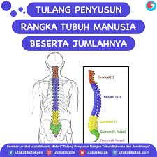 Kepakaran kami merealisasikan impian anda untuk. Tulang Penyusun Rangka Tubuh Manusia Dan Jumlahnya
