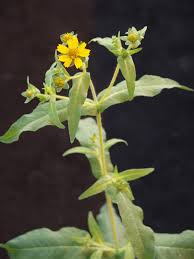 Image result for Guizotia scabra
