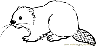 Beaver Drawings Printable Coloring Page Beaver 16 Coloring Page Animals Beaver Beaver Drawing Coloring Pages Beaver Clipart