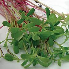 Drag a garden rake lightly over the soil after scattering the seeds. How To Plant And Grow Purslane Gardener S Path