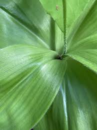 Image result for Lintonia nutans