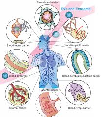Pharmaceutics Free Full Text Unlocking The Power Of Exosomes For Crossing Biological Barriers In Drug Delivery Html Besides the previous collaboration of the subjects of anatomy and physiology in the principles of anatomy to get this book for free, download ross & wilson anatomy and physiology in health and illness pdf right now from our website. biological barriers in drug delivery