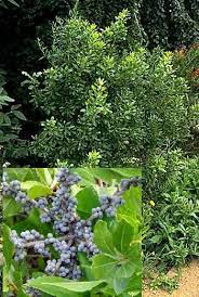 Bayberry Fragrant Shrub 25 Seeds Salt By Shantiplantsandseeds 2 75 Evergreen Shrubs Shrubs Plants