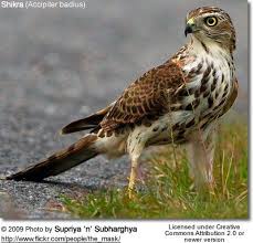 Small Birds Of Prey South Africa Shikra Accipiter Badius Juvenile Birds Of Prey Beautiful Birds Small Birds