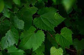 They only spawn on ground with a maximum quality of 20. How To Identify Clean And Store Fresh Grape Leaves Rose Water Orange Blossoms