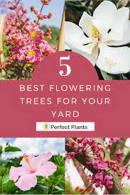 Great savings & free delivery / collection on many items. Shop Flowering Trees For Sale Buy Trees Online Perfect Plants Flowering Trees Spring Flowering Trees Purple Flowering Tree