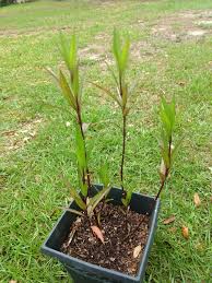 Image result for Heterocentron macrostachyum