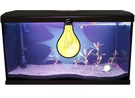 Aquarium Beleuchtung Aquarienmagazin