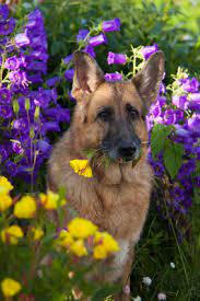 While daisies are actually a variety of of chrysanthemums or mums and are known for their garden beauty, they are toxic to dogs. Photos Of Poisonous Plants And Flowers For Dogs