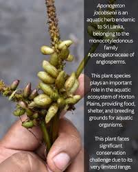 Image result for Aponogetonaceae
