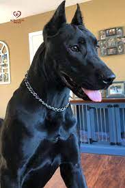 14 Canis Panther Ideas In 2021 Canis Dog Breeds American Staffordshire Bull Terrier