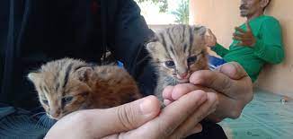 Finding 4 babies of wild asean leopard cat / blacan. 3 Anak Kucing Hutan Ditemukan Warga Saat Panen Padi Okezone News