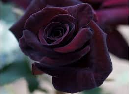 Pin En Jardin