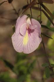 Image result for Fabaceae subfamily Papilionoideae