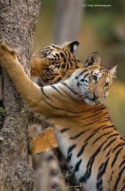 Chipko Movement In Hindi Essay On Pollution