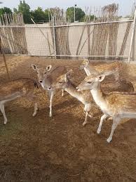 We did not find results for: Desert Oasis Petting Farm Dubai 2021 All You Need To Know Before You Go Tours Tickets With Photos Tripadvisor