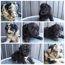 It originated in the alpi e prealpi bergamasche, where it was used as a herding dog for both sheep and cattle. Cane Da Pastore Bergamasco Cani Lombardia Annunci Animali Trovacuccioli Com Gratis Cani Gatti