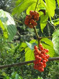 Image result for Paullinia bipinnata