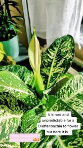 Image result for dieffenbachia flower