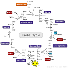 Look through examples of tca translation in sentences, listen to pronunciation and learn grammar. Tca The Good The Bad And The Biochemists