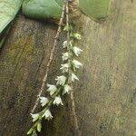 Image result for Bolusiella talbotii