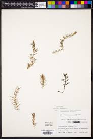 Image result for Ceratophyllum muricatum