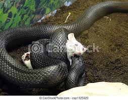 The black racer tens to wooded areas such as forested areas, thickets, brushes, open fields, and gardens found around suburban homes. Snake Choking Mouse Black Snake Choking A Little White Mouse Close Up Canstock