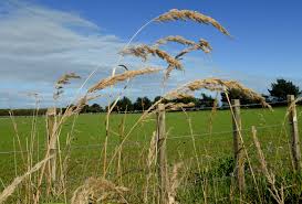 Image result for Agrostis epigejos