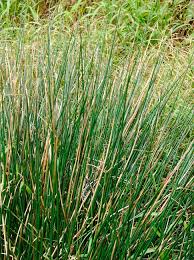 Image result for Juncus exsertus