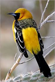 Bird With Black And Yellow Feathers Pin On Beautiful Birds