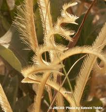 Image result for Ctenium