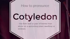 Which Seeds Have One Cotyledon? What Are Five Examples? - Quora