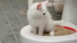 Kedi Kumu Ve Kedi Tuvaleti Alisveris Rehberi Kizlarsoruyor