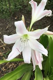 Image result for Crinum macowanii