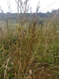 Image result for Hyparrhenia rufa