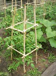 This design apparently hold 100lbs of tomatoes! Homemade Bamboo Tomato Cages Cost 0 Tomato Trellis Bamboo Garden Tomato Cages