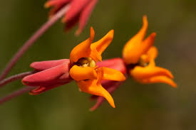 Image result for Stathmostelma pauciflorum