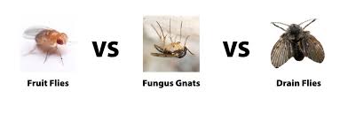 fruit flies, gnats or drain flies