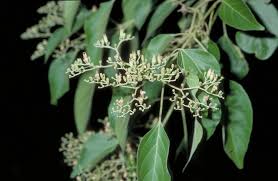 Image result for Premna tanganyikensis