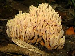 Image result for Ramaria stricta