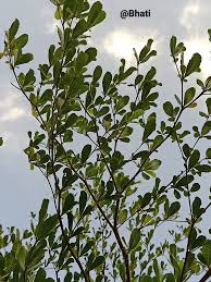 Image result for Terminalia neotaliala
