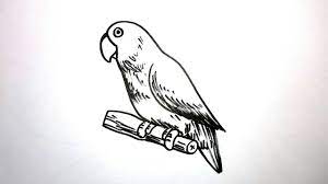 Jenis burung lovebird berikut ini hampir mirip dengan lovebird topeng dengan terdapatnya warna hitam pada bagian muka nya menjadikan lovebird ini hampir tidak. Cara Menggambar Burung Lovebird Youtube